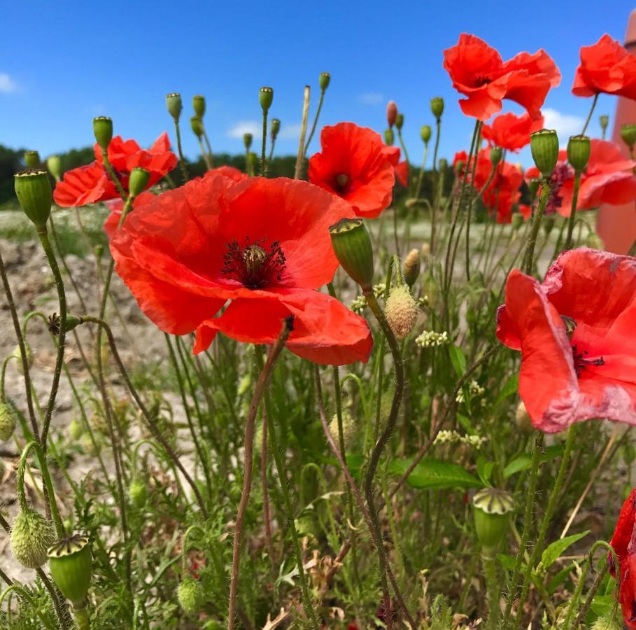 Vakantiewoning De Klaproos Bojil Esterno foto